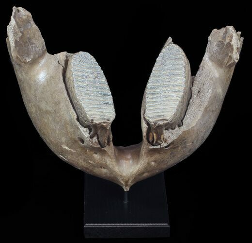 Wide Woolly Mammoth Lower Jaw With M Molars #57823